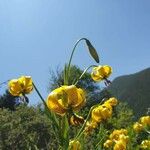 Lilium pyrenaicum Floare