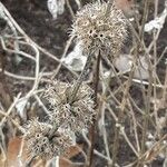 Marrubium vulgare Fruit