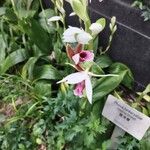Phaius tankervilleaeFlower