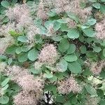 Cotinus coggygria Hàbitat