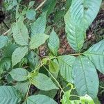 Vitex cooperi Hoja