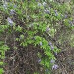 Clematis alpina 整株植物