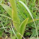 Anacamptis pyramidalis Φύλλο