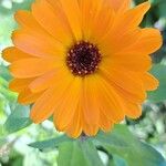 Calendula stellataFlower