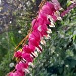 Lamprocapnos spectabilis Flower
