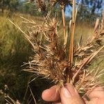 Themeda quadrivalvis Owoc