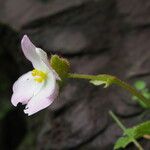 Begonia picta Агульны выгляд