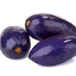 Dacryodes edulis Fruit