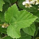 Rubus scaber Leaf