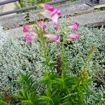 Penstemon cobaea Flor