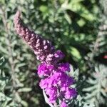 Linaria purpurea Fleur