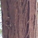 Vachellia nilotica Bark