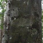 Pouteria engleri Bark