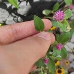 Gomphrena serrata Foglia