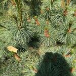 Pinus pumila List