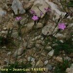 Dianthus furcatus عادت