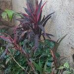 Cordyline fruticosa葉