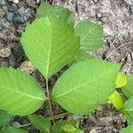 Toxicodendron rydbergii Leaf