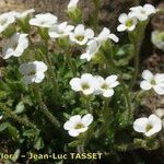 Saxifraga androsacea Habitus