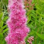 Spiraea salicifolia Blomma