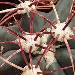 Ferocactus emoryi पत्ता