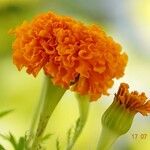 Tagetes erecta Цветок