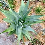 Aloe viguieri