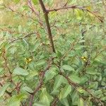 Paliurus spina-christi Leaf
