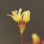 Eriogonum thomasii Цвят