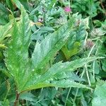 Filipendula rubra Leaf