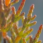 Salicornia disarticulata Drugo