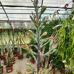 Agave maculata Flower