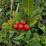 Sorbus chamaemespilus Frukto