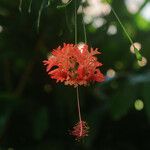 Hibiscus schizopetalus Flor