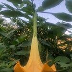 Brugmansia suaveolens Цветок