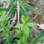 Cruciata glabra Hoja