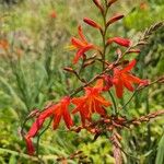 Crocosmia × crocosmiifloraFlors