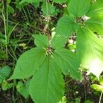 Panax quinquefolius Blatt