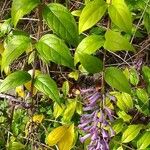 Buddleja lindleyana Foglia