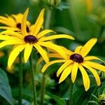 Rudbeckia fulgida Virág