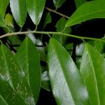 Casearia thamnia Leaf