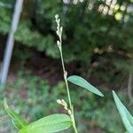 Persicaria mitis Λουλούδι