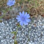 Cichorium endiviaFlower