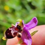 Ophrys scolopax Virág