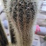 Pilosocereus tillianus Hoja