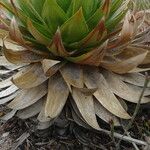 Paepalanthus alpinus Leaf