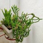 Crassula muscosa Yaprak