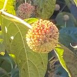 Cephalanthus occidentalis Fruit