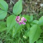 Lathyrus venetus Fleur