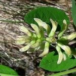 Astragalus glycyphyllos Flor